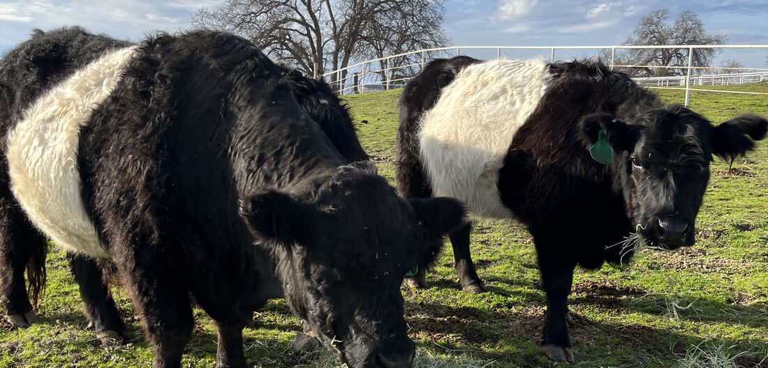 Two Belted Galloway cattle grazing under a bare oak, a white fence line running behind them